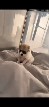 Pomeranian/szpic miniaturowy urodzony 06.04.2026r., , Międzyrzecz 