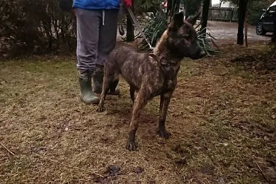 Szczeniaki SUCZKA OWCZAREK HOLENDERSKI hodowla rodowód, Lubelskie, Słodków Pierwszy