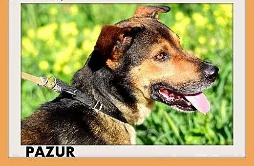 PAZUR,duży,przyjazny,łagodny,spokojny pies.ADOPCJA