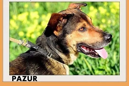 PAZUR,duży,przyjazny,łagodny,spokojny pies.ADOPCJA