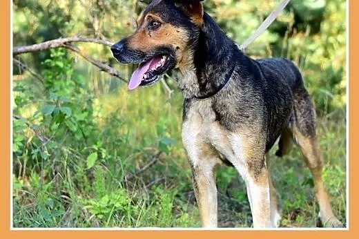 PAZUR,duży,przyjazny,łagodny,spokojny pies.ADOPCJA
