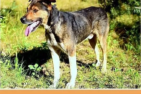PAZUR,duży,przyjazny,łagodny,spokojny pies.ADOPCJA