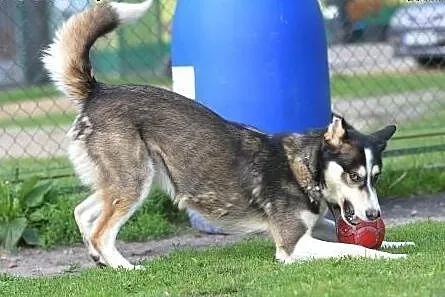 PAKO- wesoły pieszczoch mix husky do adopcji,  ślą