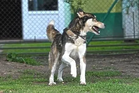 PAKO- wesoły pieszczoch mix husky do adopcji,  ślą