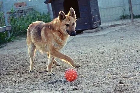 Tulipan czeka na odrobinę miłości- w zamian daje s