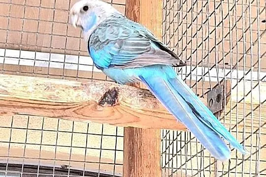 Rozella białica pastel nieb/szpalt na niebieski, Opolskie, Opole