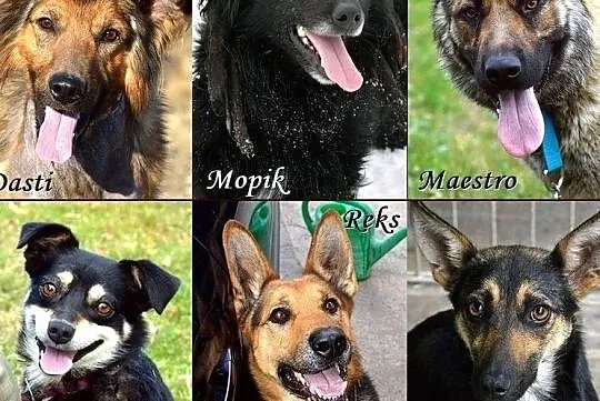 Zapomniane psiaki z Warmii i Mazur - znajdź wśród nich przyjaciela!, Warmińsko-mazurskie, Olsztyn