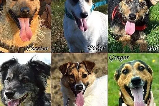 Zapomniane psiaki z Warmii i Mazur - znajdź wśród nich przyjaciela!, Warmińsko-mazurskie, Olsztyn