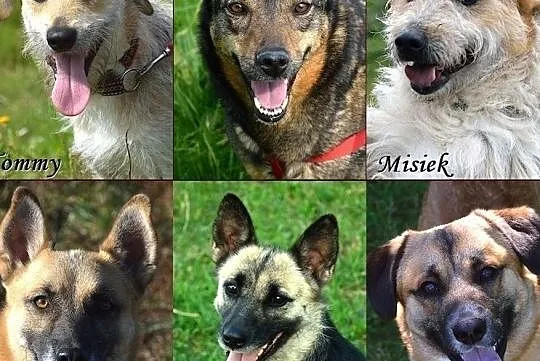 Zapomniane psiaki z Warmii i Mazur - znajdź wśród nich przyjaciela!, Warmińsko-mazurskie, Olsztyn