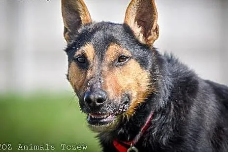 OTOZ Animals - Wacław - cichutko prosi o nowy dom!