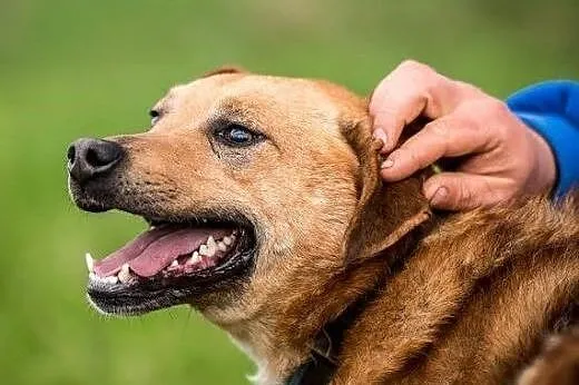 Uroczy Mario poleca się do adopcji,  lubelskie Lub