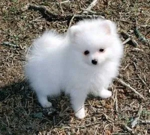 Piękny szczeniak rasy pomeranian, bardzo zdrowy i wesoły., Podkarpackie, Rzeszów