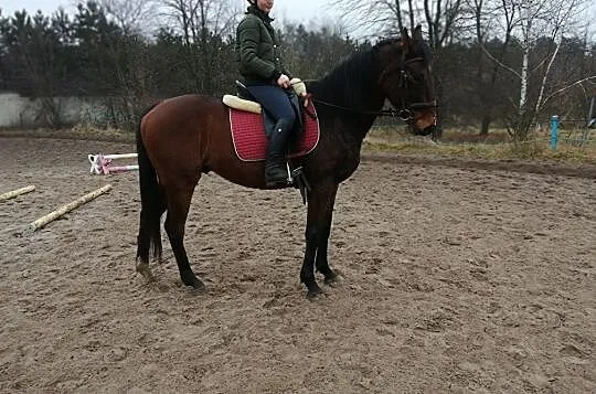wałach z fajnym ruchem - sprzedam lub zamienię, , 