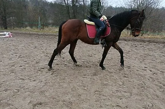 wałach z fajnym ruchem - sprzedam lub zamienię, , 