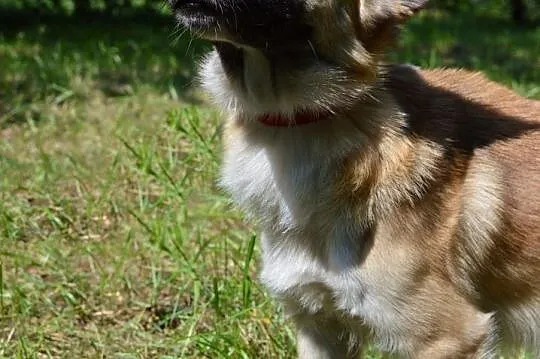 Ciastek do adopcji,  śląskie Gliwice, Śląskie, Gliwice