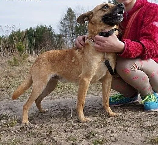 Wedel mały wilczek do adopcji, małopolskie Kraków