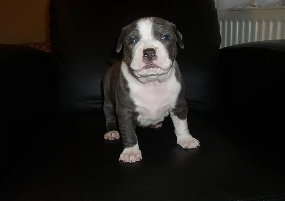 Amstaff-szczenięta blue