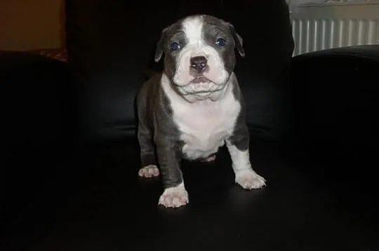 Amstaff-szczenięta blue