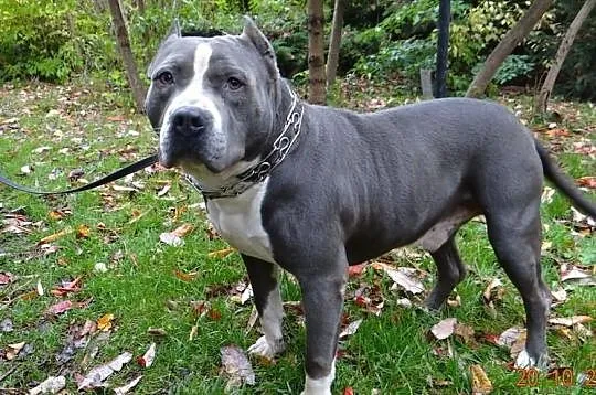 Amstaff-szczenięta blue