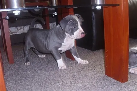 Amstaff-szczenięta blue