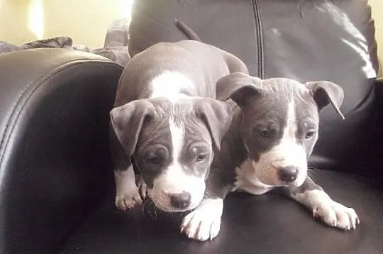Amstaff-szczenięta blue