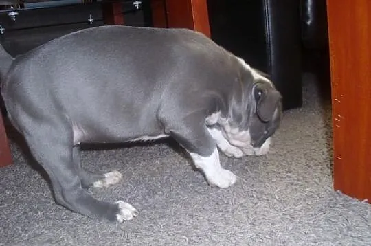 Amstaff-szczenięta blue