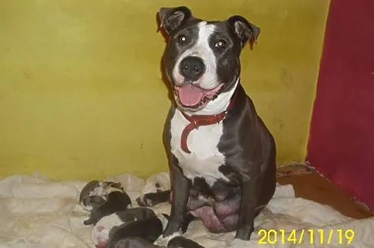 Amstaff-szczenięta blue