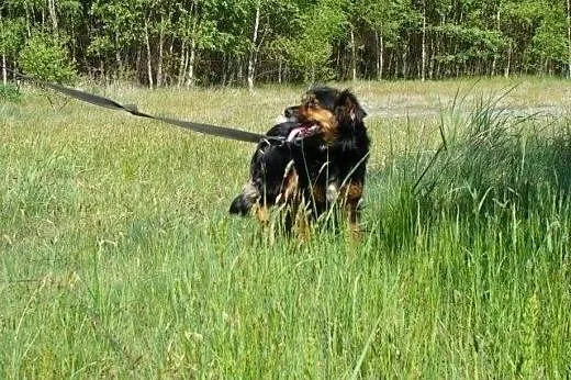 Młoda sunia Alis szuka troskliwego domu,  śląskie 