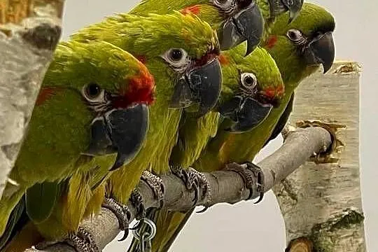 Ara różowooka rubrogenys, Małopolskie, Kraków