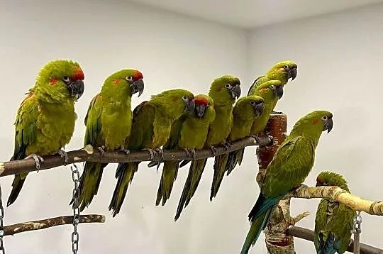 Ara różowooka rubrogenys, Małopolskie, Kraków