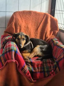 Felicja - psi anioł szuka domu na zawsze!  Felicja to młodziutka, około 2-letnia sunia, która waży o, , Warszawa