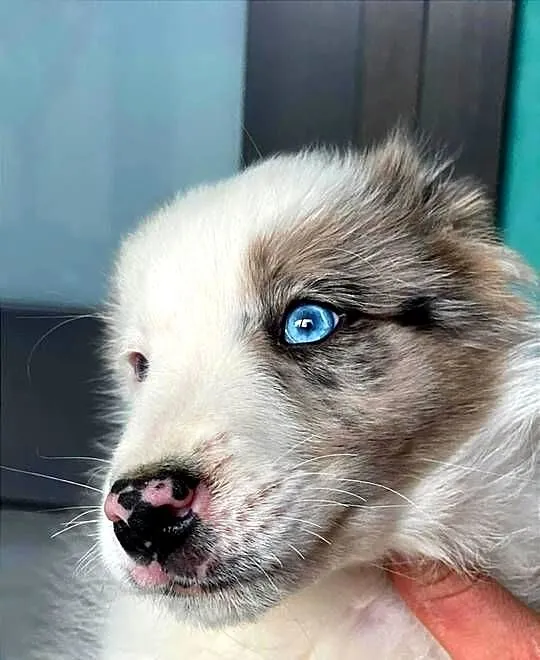 Border Collie pies Merle niebieskie oczy, Świętokrzyskie, Ostrowiec Świętokrzyski