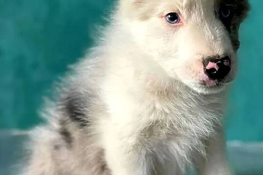 Border Collie pies Merle niebieskie oczy, Świętokrzyskie, Ostrowiec Świętokrzyski