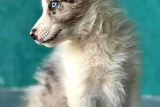 Border Collie pies Merle niebieskie oczy, Świętokrzyskie, Ostrowiec Świętokrzyski