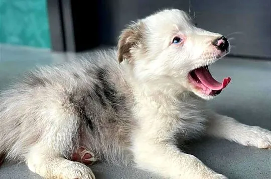 Border Collie pies Merle niebieskie oczy, Świętokrzyskie, Ostrowiec Świętokrzyski
