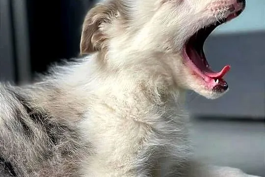 Border Collie pies Merle niebieskie oczy, Świętokrzyskie, Ostrowiec Świętokrzyski