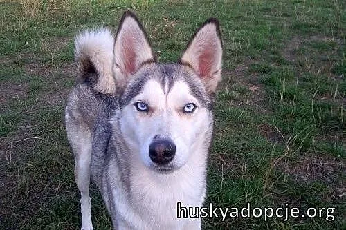 CASSIS- wspaniała młoda suczka mix husky do adopcj