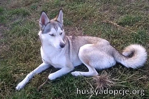 CASSIS- wspaniała młoda suczka mix husky do adopcj