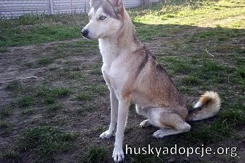 CASSIS- wspaniała młoda suczka mix husky do adopcj