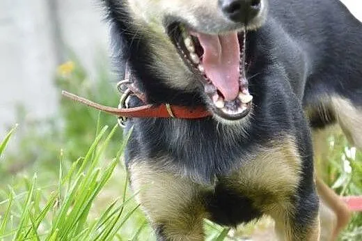 Kto pokocha malutkiego KISZKA?,  mazowieckie Warsz