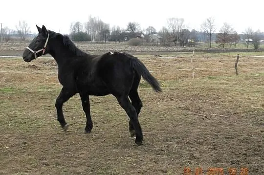 Sprzedam zrebice siwotarantowatą
