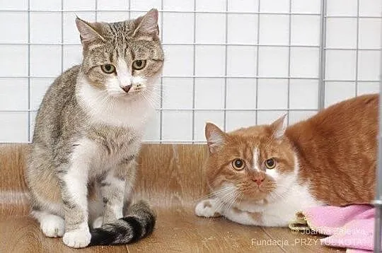 Duduś - prawdziwy Pan Kot i Mała