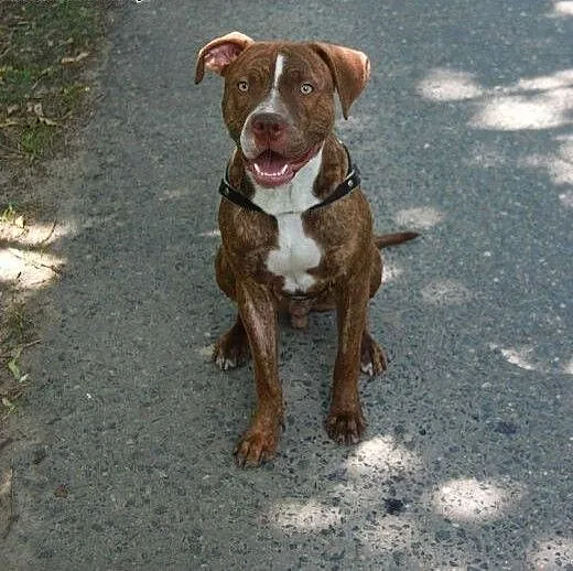 10 miesięczny pitbull red nose szuka domu, Amstaf