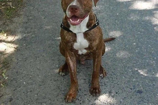 10 miesięczny pitbull red nose szuka domu,  Amstaf