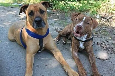 10 miesięczny pitbull red nose szuka domu,  Amstaf