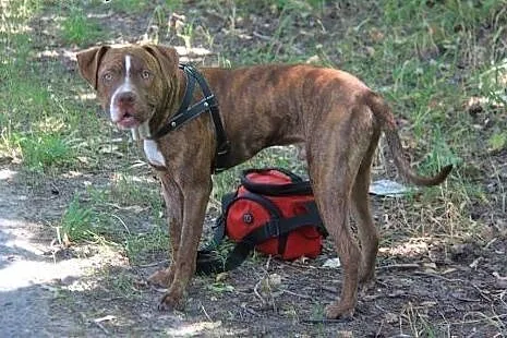 10 miesięczny pitbull red nose szuka domu,  Amstaf