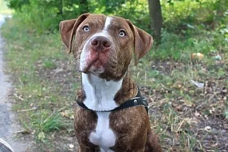 10 miesięczny pitbull red nose szuka domu,  Amstaf