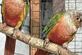 Rudosterki Pineaple RED FACE