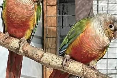 Rudosterki Pineaple RED FACE