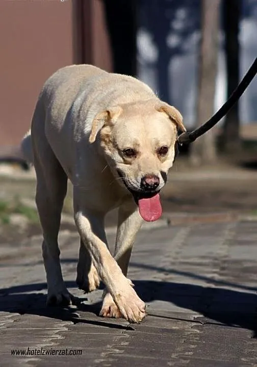 Maniek - 5letni pies w typie labradora szuka domu!